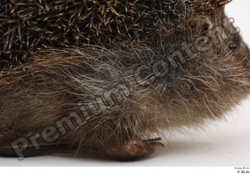  Hedgehog - Erinaceus europaeus # 3 